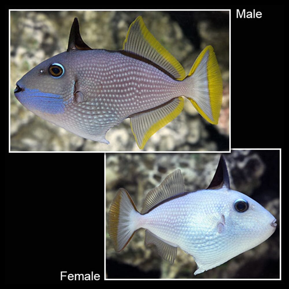 Blue Throat Triggerfish Fish Reef Lounge USA 