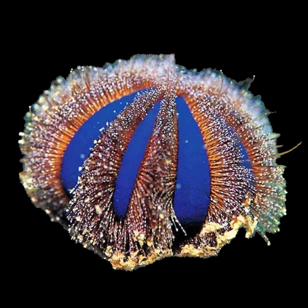 Blue Tuxedo Urchin Invertebrate Reef Lounge USA 