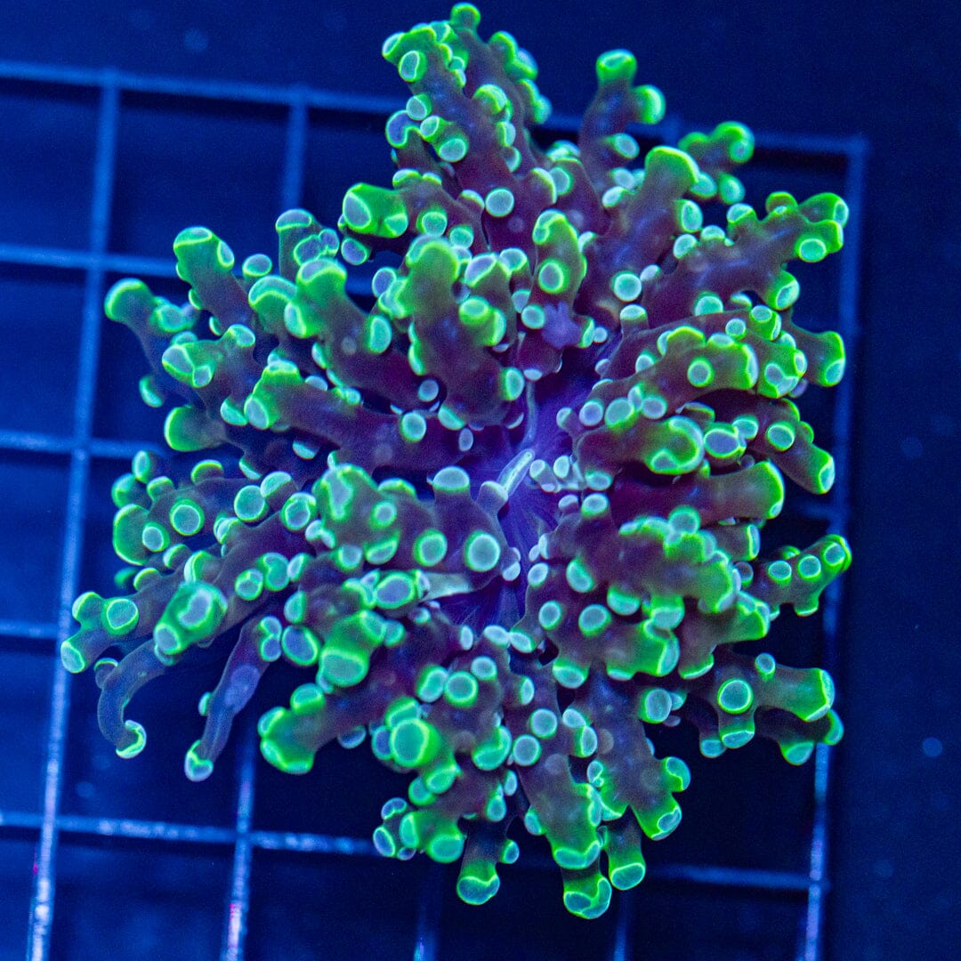 Blueberry Octospawn - WYSIWYG Reef Lounge Coral 