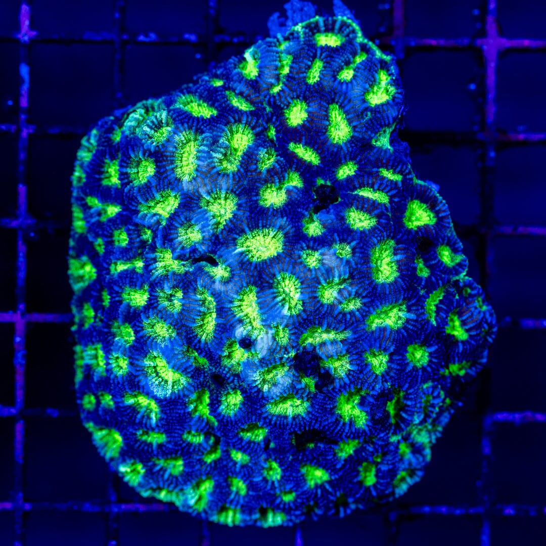 Blueberry Prism Favia Colony - WYSIWYG LPS Coral Reef Lounge USA 