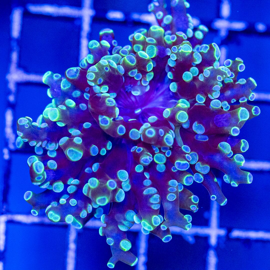 Boysenberry Octospawn 1A - WYSIWYG Reef Lounge Coral 