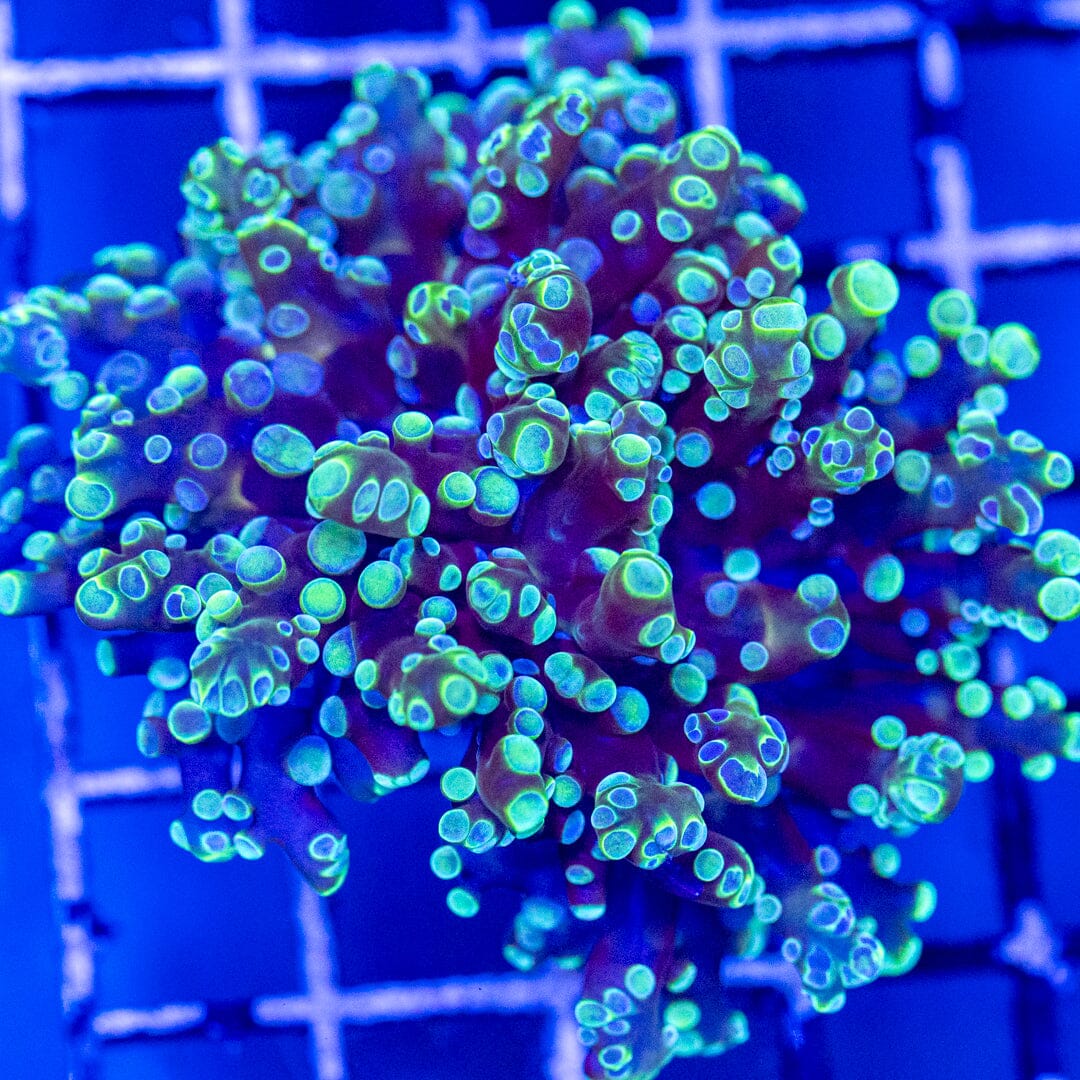 Boysenberry Octospawn 2A - WYSIWYG Reef Lounge Coral 