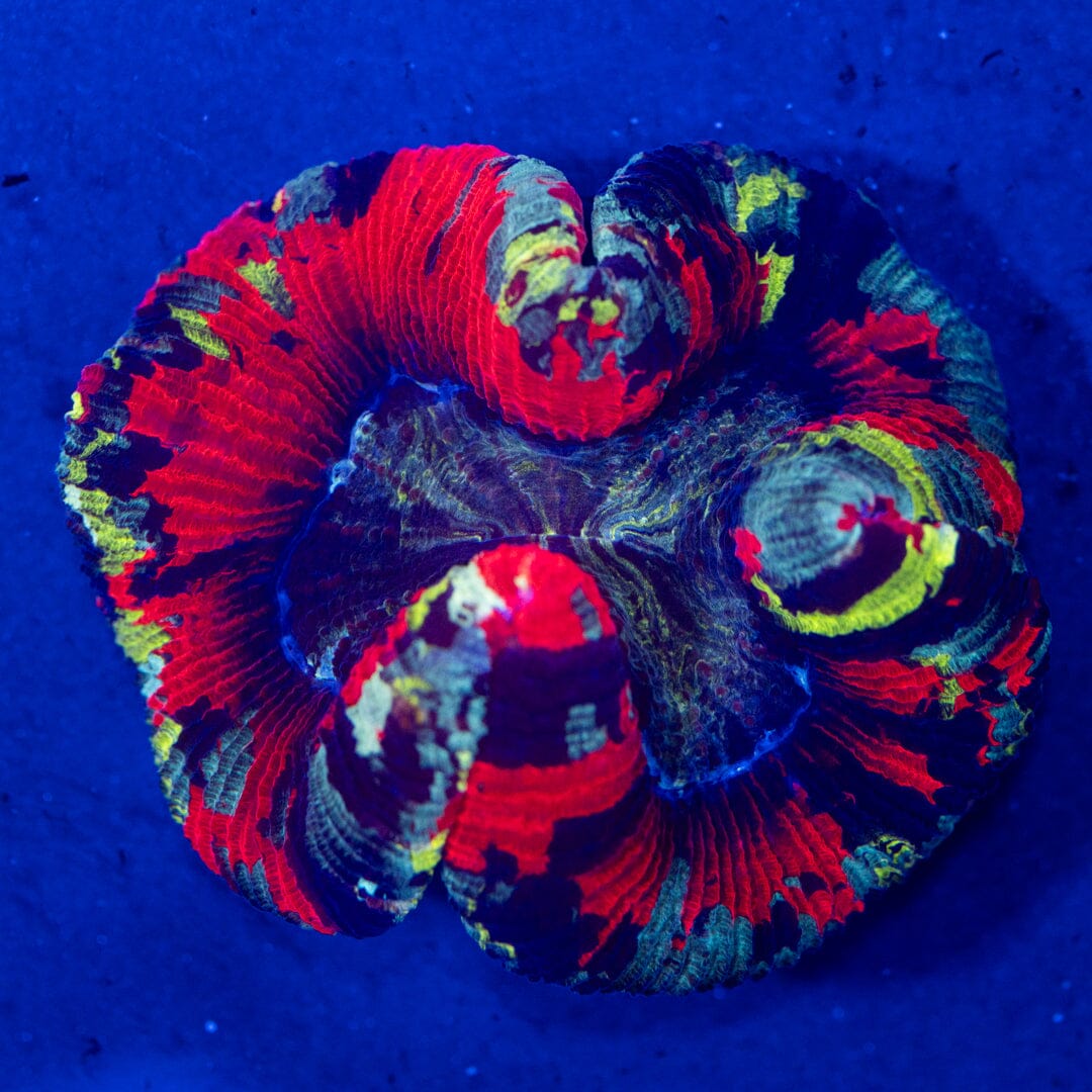 Brain Coral 10A - WYSIWYG Reef Lounge Norco 