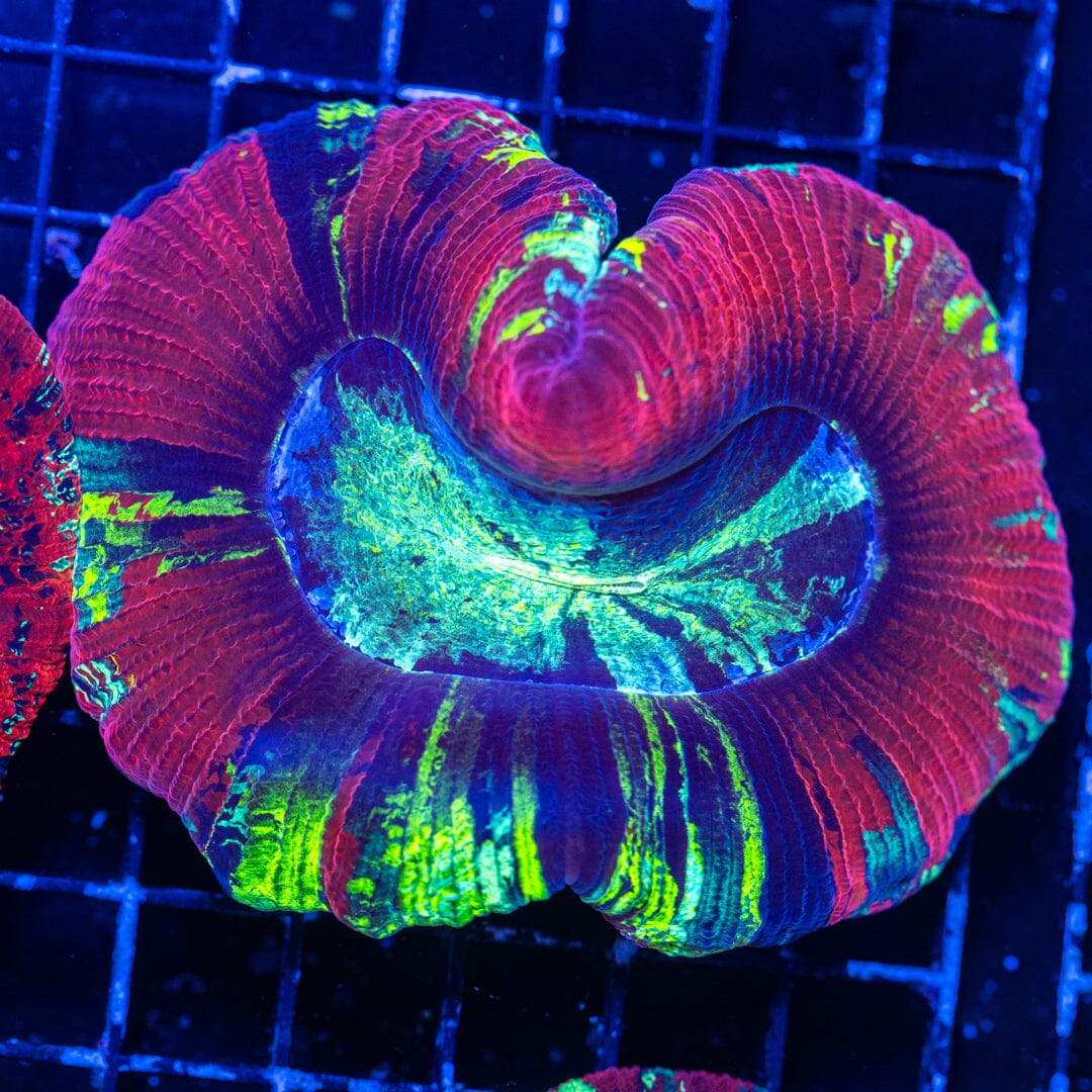 Brain Coral 10B - WYSIWYG Reef Lounge Norco 