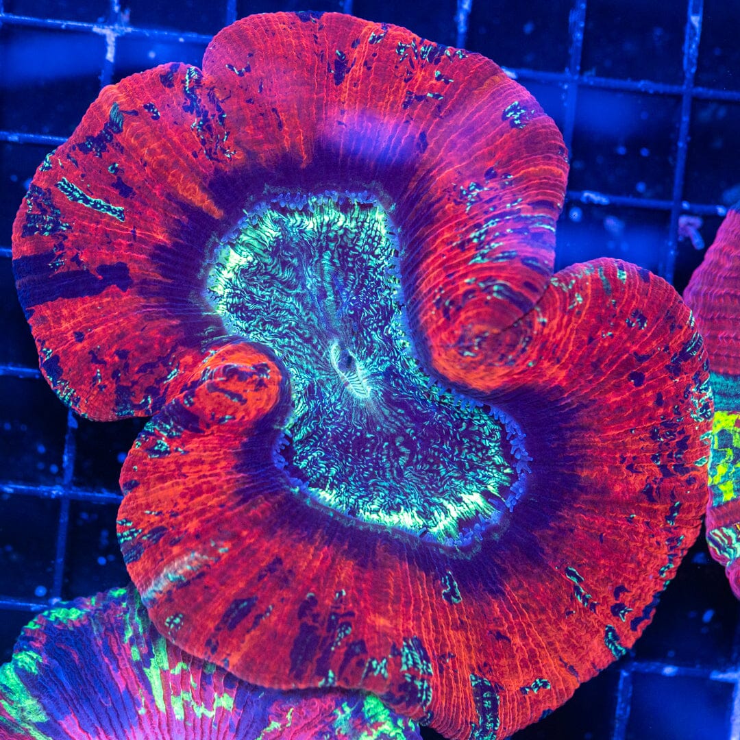 Brain Coral 11B - WYSIWYG Reef Lounge Norco 