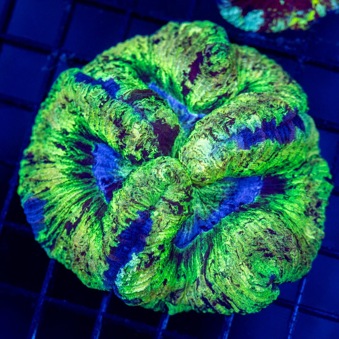 Brain Coral 13C - WYSIWYG Reef Lounge Norco 