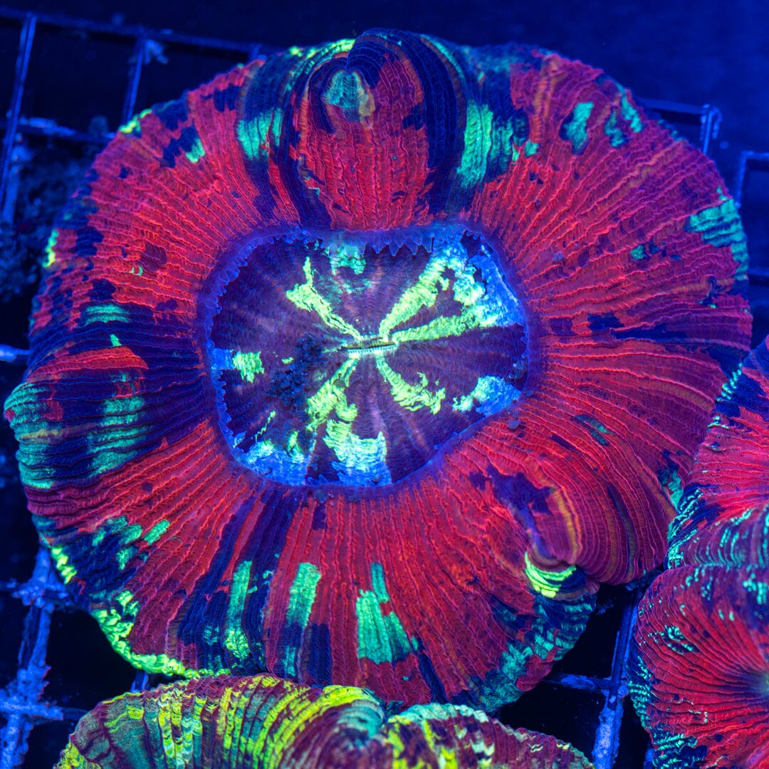 Brain Coral 14B - WYSIWYG Reef Lounge Norco 