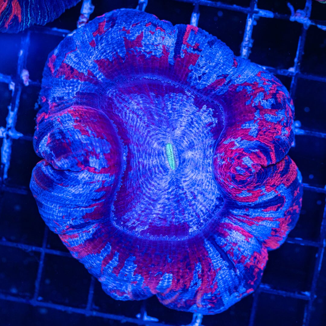 Brain Coral 16B - WYSIWYG Reef Lounge Norco 