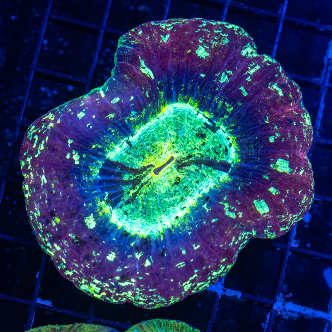 Brain Coral 17B - WYSIWYG Reef Lounge Norco 