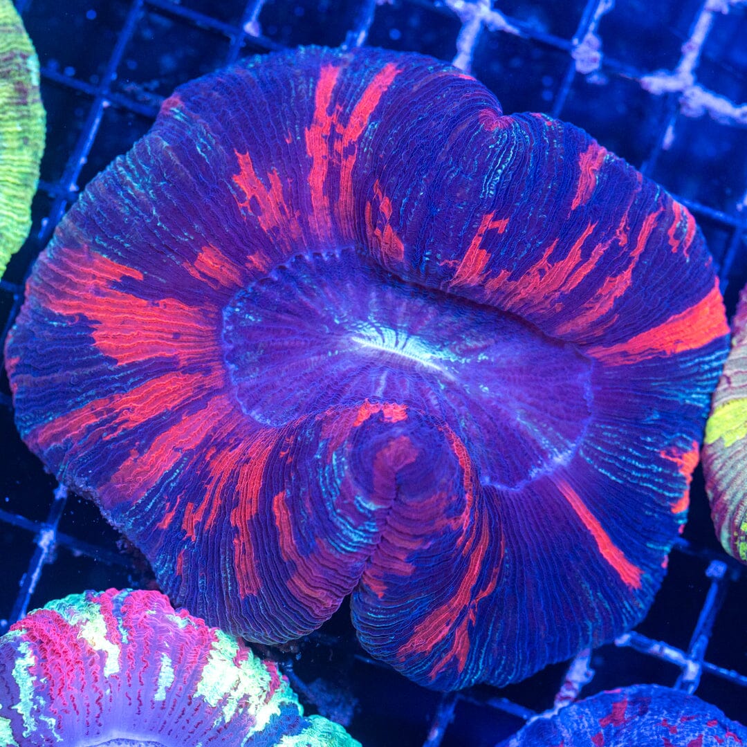 Brain Coral 17B - WYSIWYG Reef Lounge Norco 