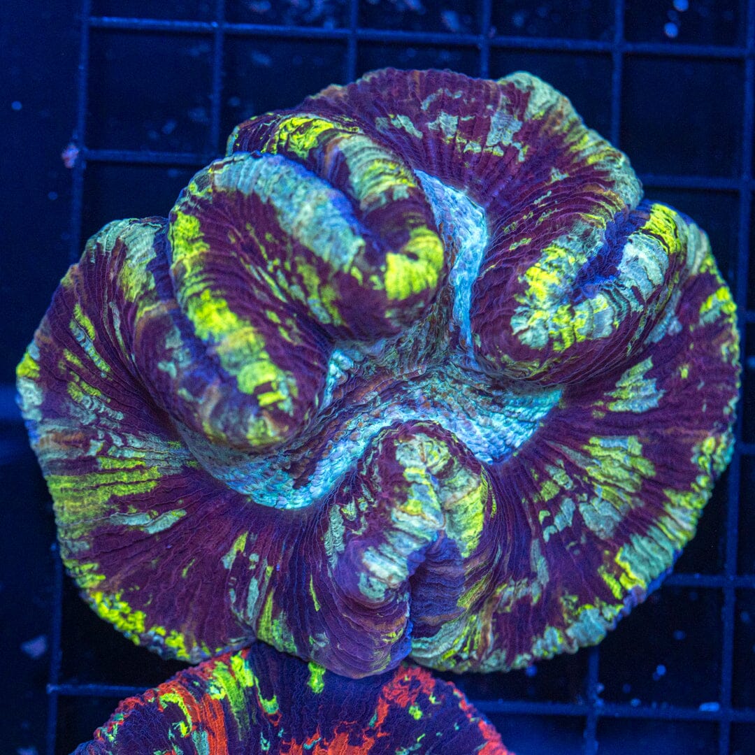 Brain Coral 17C - WYSIWYG Reef Lounge Norco 