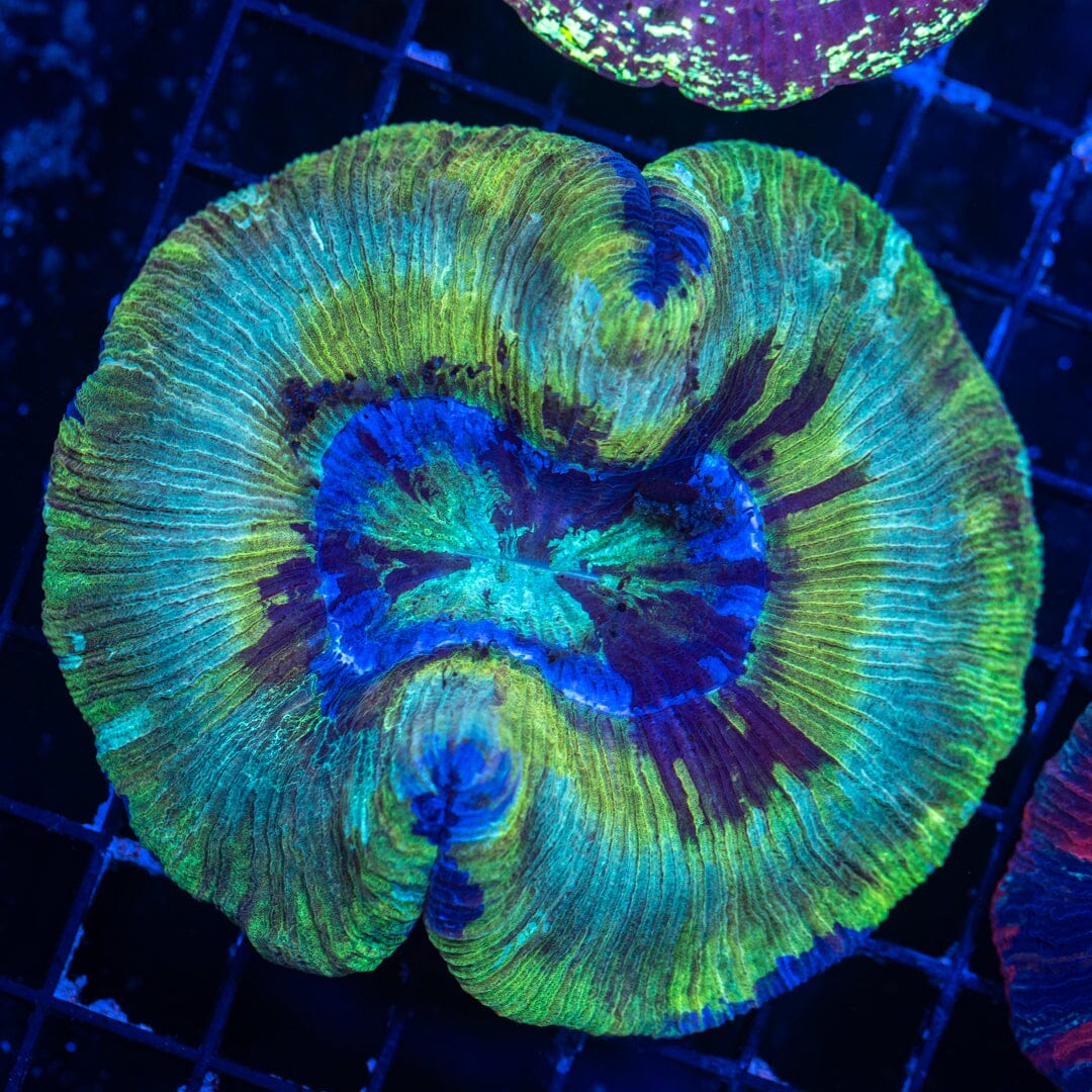 Brain Coral 18B - WYSIWYG Reef Lounge Norco 