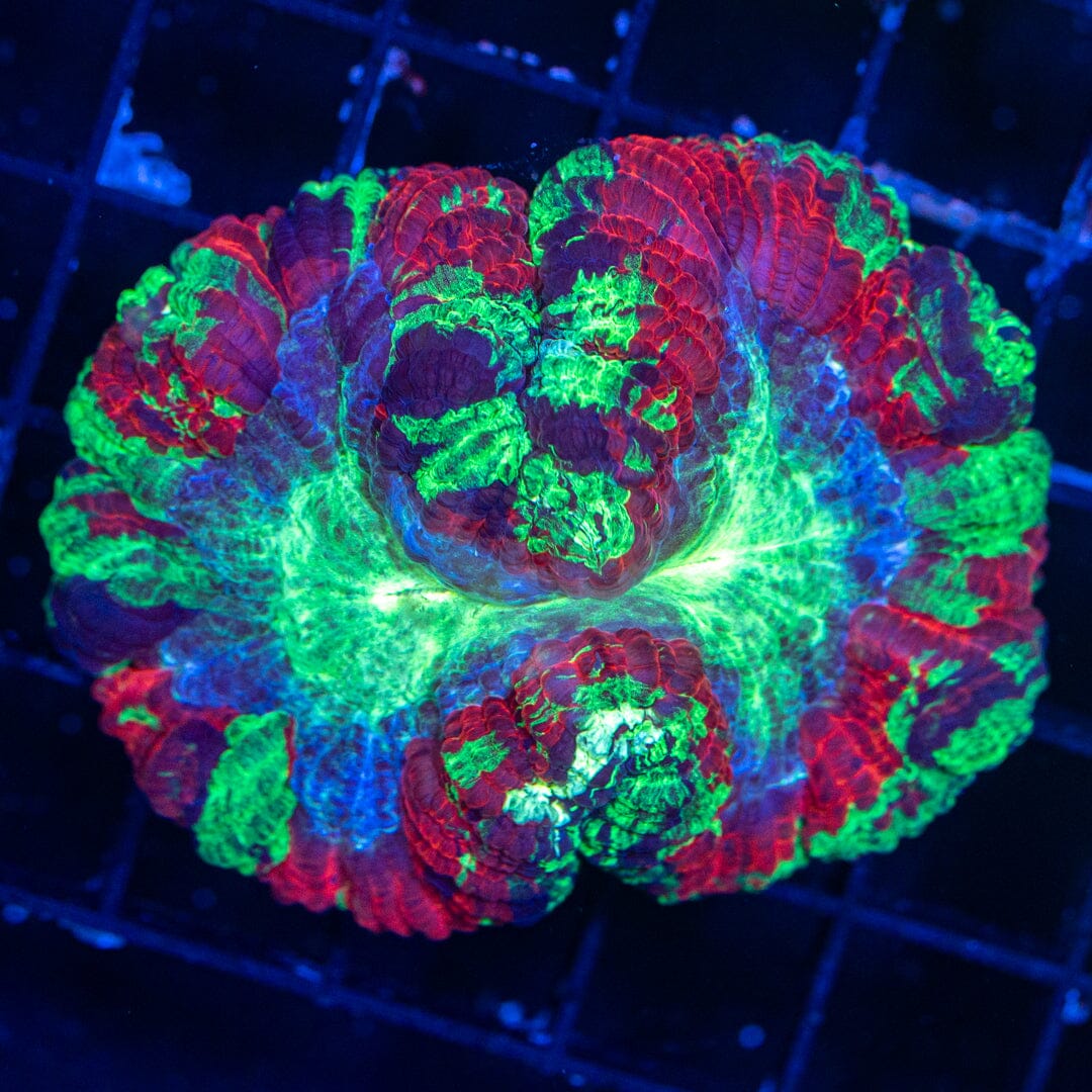 Brain Coral 19B - WYSIWYG Reef Lounge Norco 