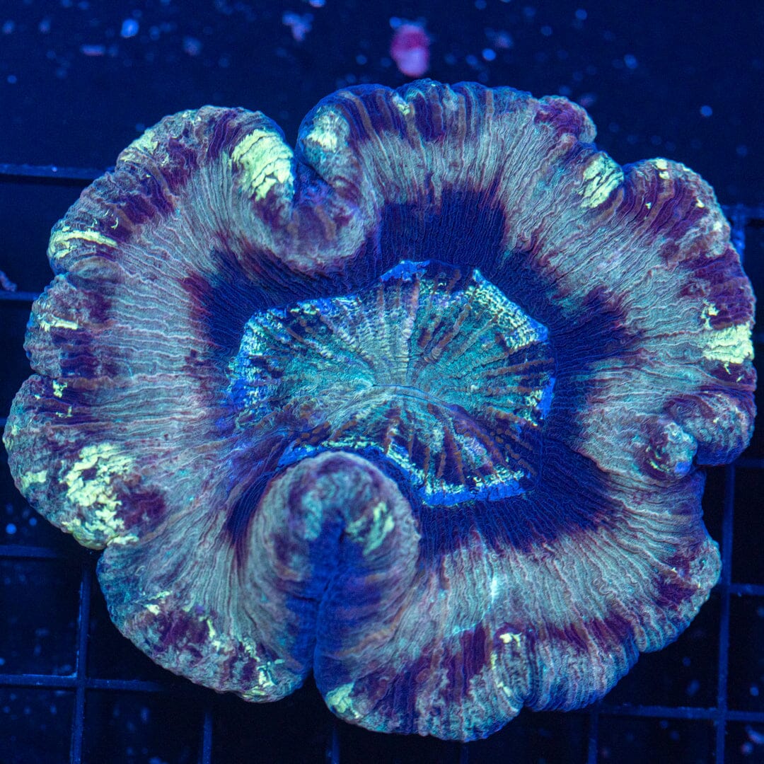 Brain Coral 19C - WYSIWYG Reef Lounge Norco 