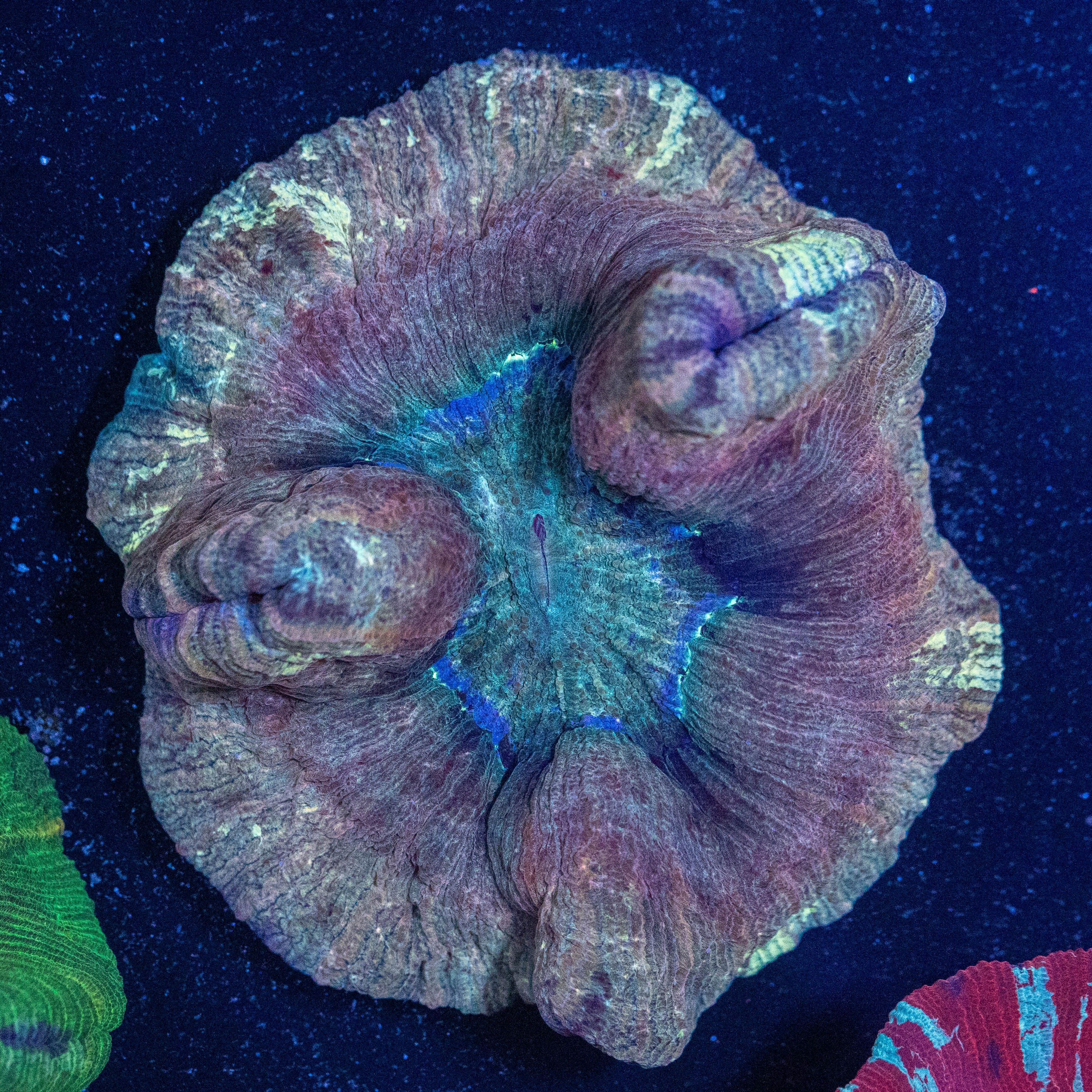 Brain Coral 1A - WYSIWYG Reef Lounge Norco 