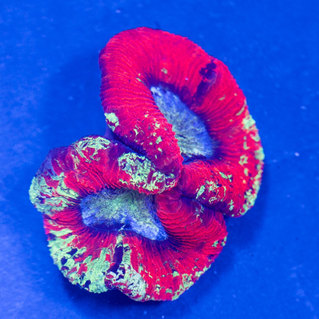 Brain Coral 1A - WYSIWYG Reef Lounge Norco 