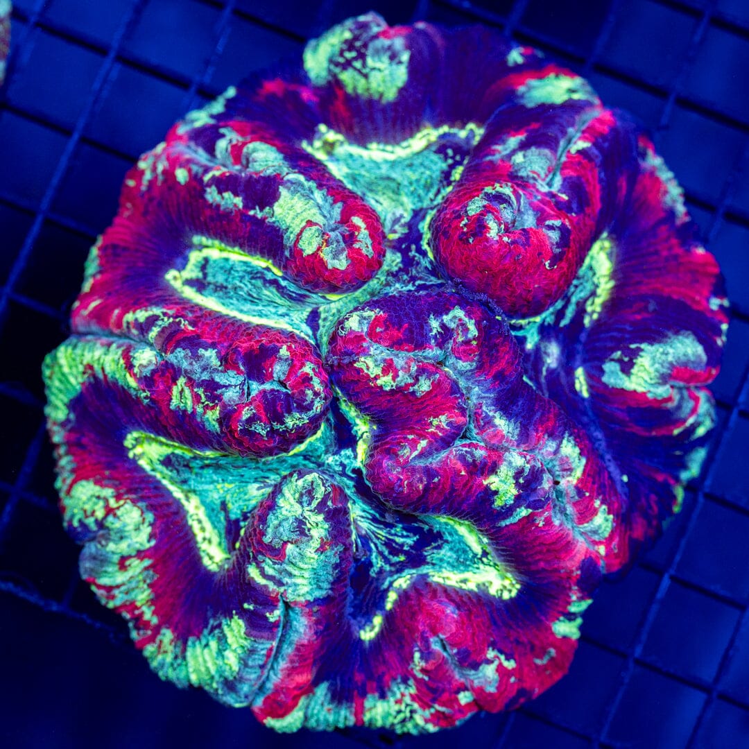 Brain Coral 1C - WYSIWYG Reef Lounge Norco 