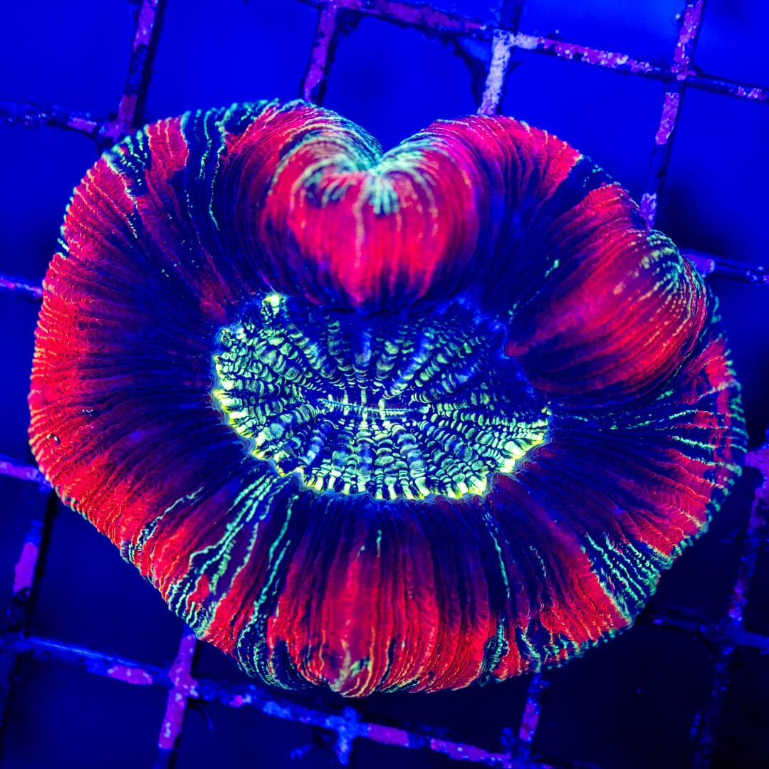 Brain Coral 1E - WYSIWYG LPS Coral Reef Lounge USA 