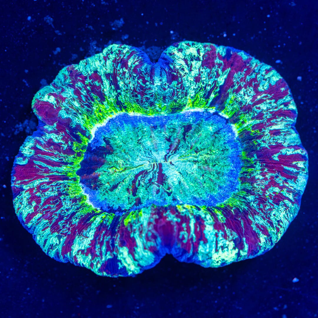 Brain Coral 1F - WYSIWYG Reef Lounge Norco 