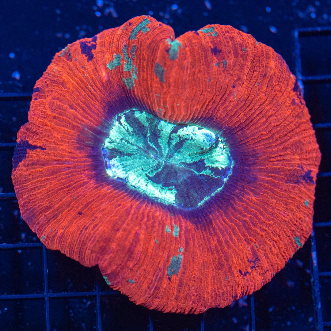 Brain Coral 22C - WYSIWYG Reef Lounge Norco 