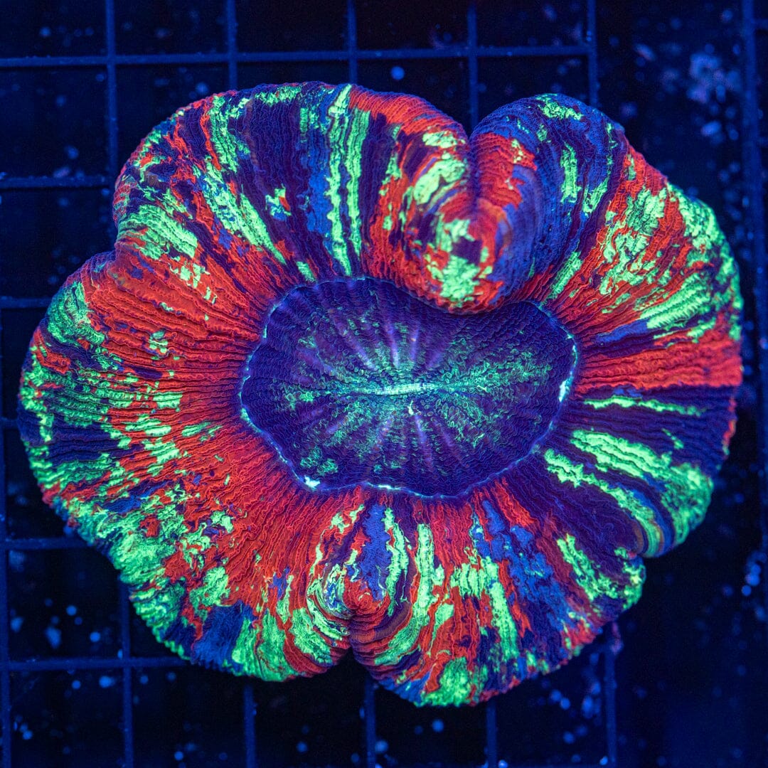 Brain Coral 23C - WYSIWYG Reef Lounge Norco 