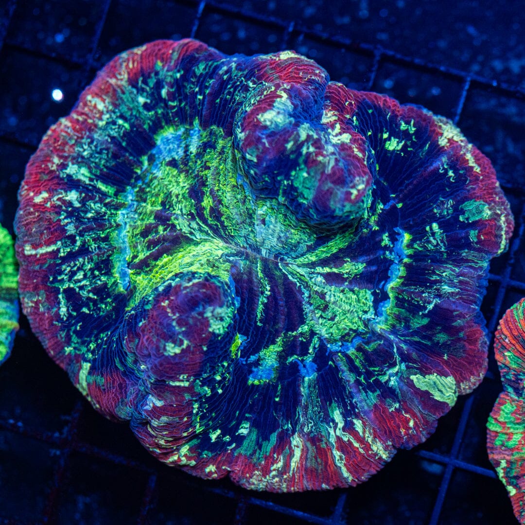 Brain Coral 26C - WYSIWYG Reef Lounge Norco 