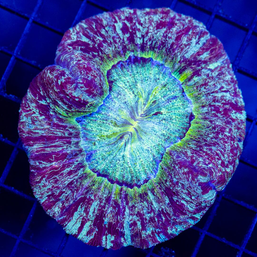 Brain Coral 2C - WYSIWYG Reef Lounge Norco 