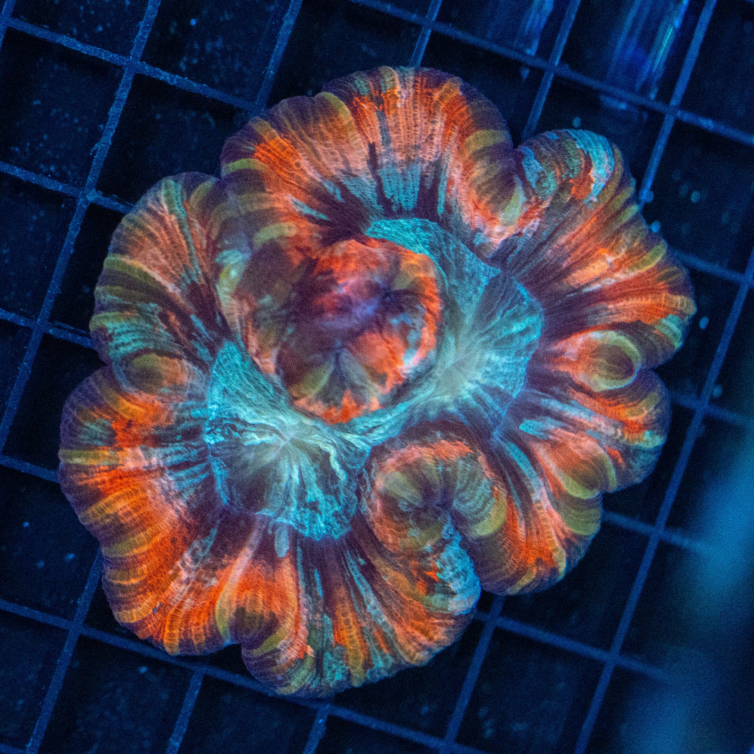 Brain Coral 2D - WYSIWYG Reef Lounge Norco 