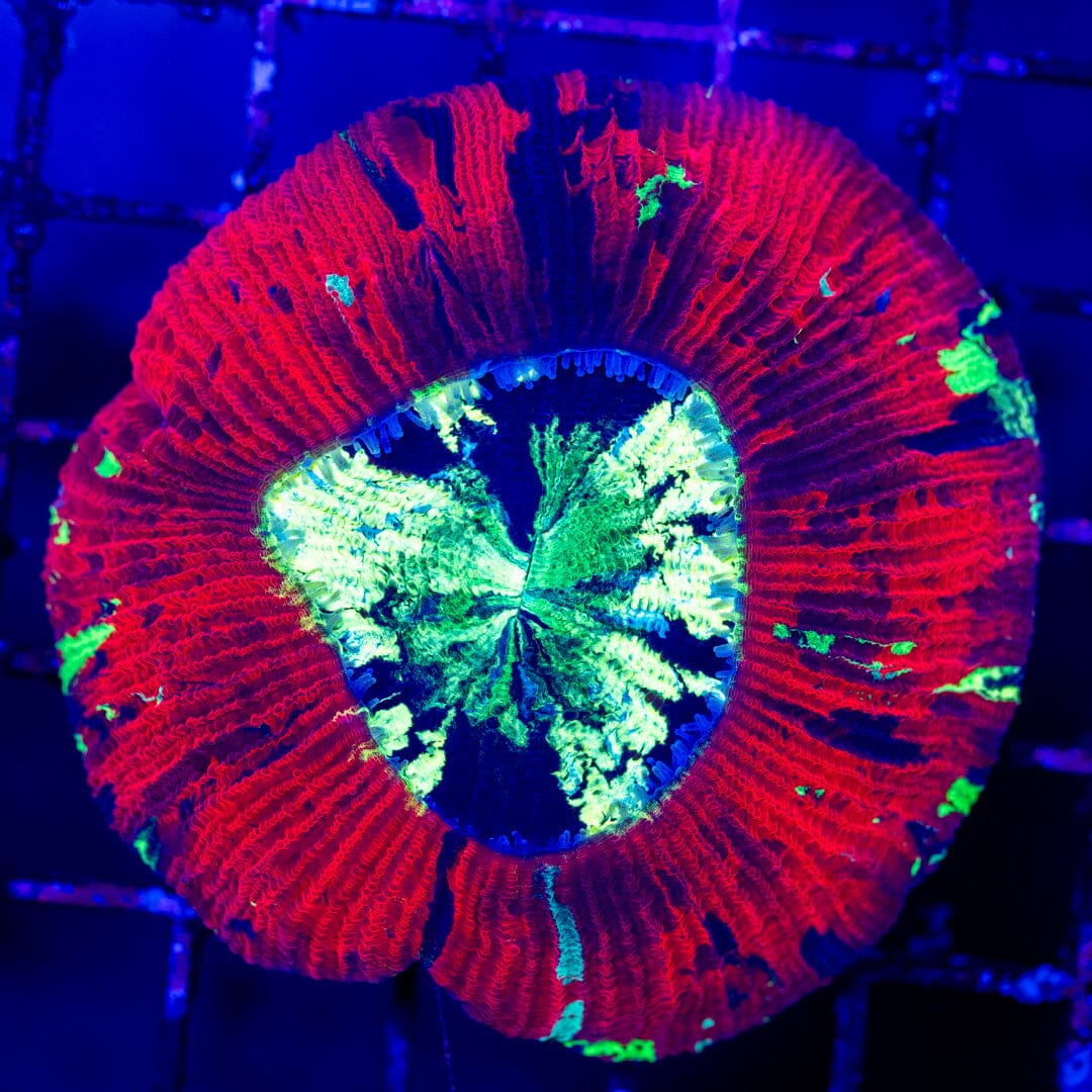 Brain Coral 2E - WYSIWYG LPS Coral Reef Lounge USA 