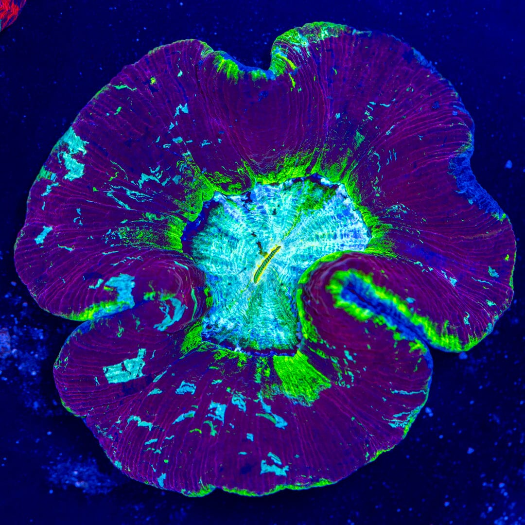 Brain Coral 2F - WYSIWYG Reef Lounge Norco 