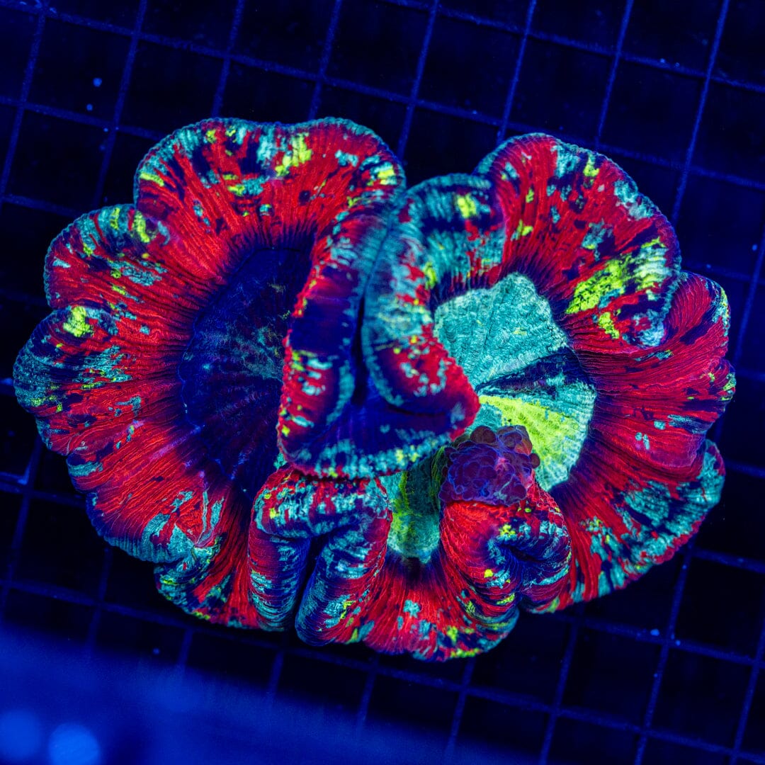 Brain Coral 31C - WYSIWYG Reef Lounge Norco 