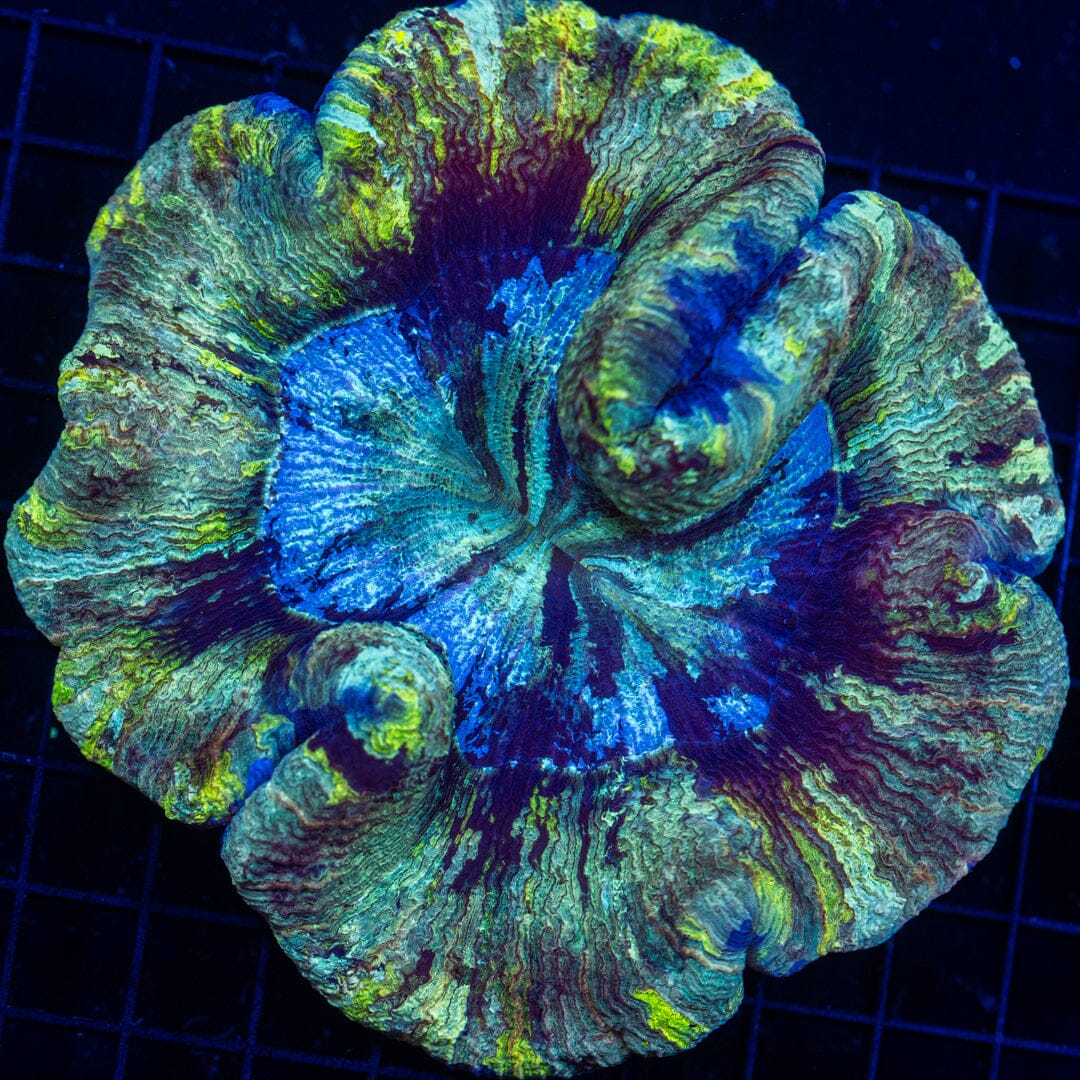 Brain Coral 32C - WYSIWYG Reef Lounge Norco 