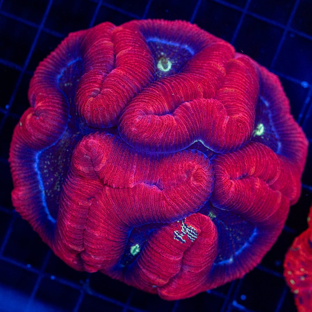 Brain Coral 33C - WYSIWYG Reef Lounge Norco 
