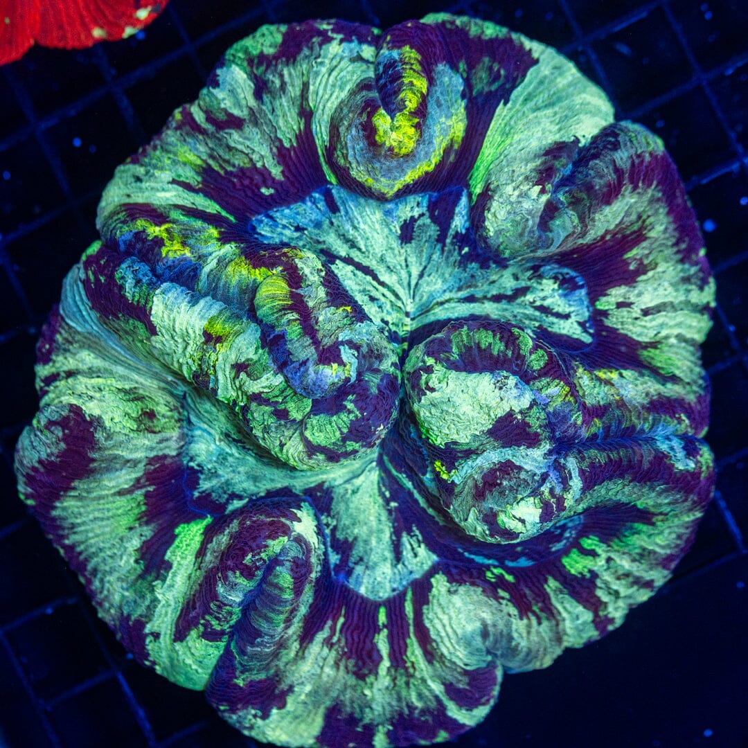 Brain Coral 37C - WYSIWYG Reef Lounge Norco 