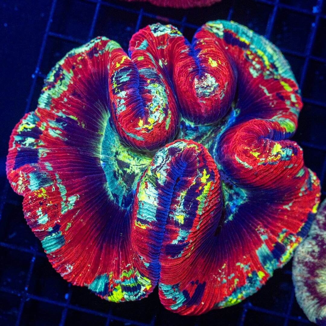 Brain Coral 38C - WYSIWYG Reef Lounge Norco 