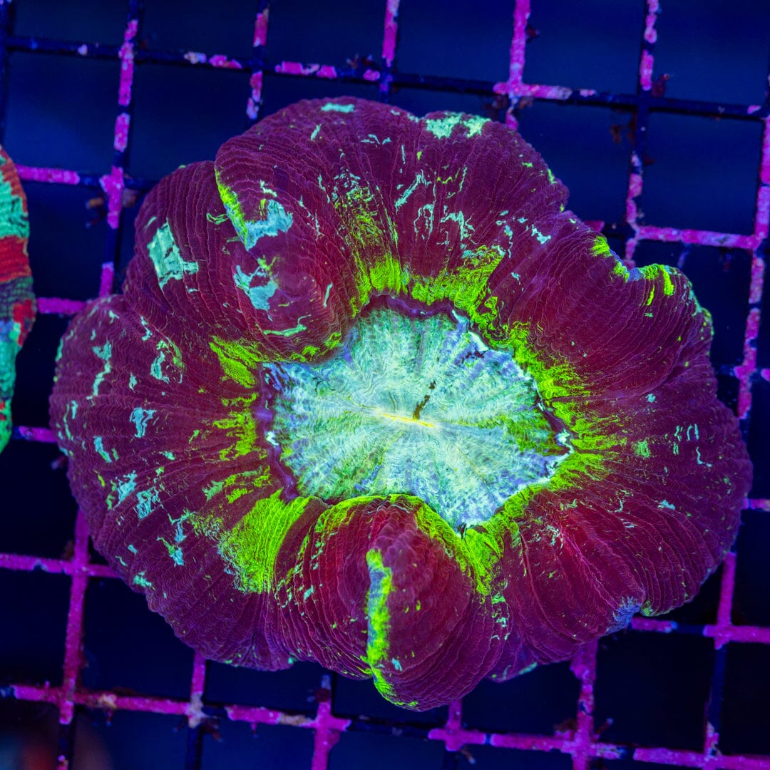 Brain Coral 3A - WYSIWYG Reef Lounge Norco 