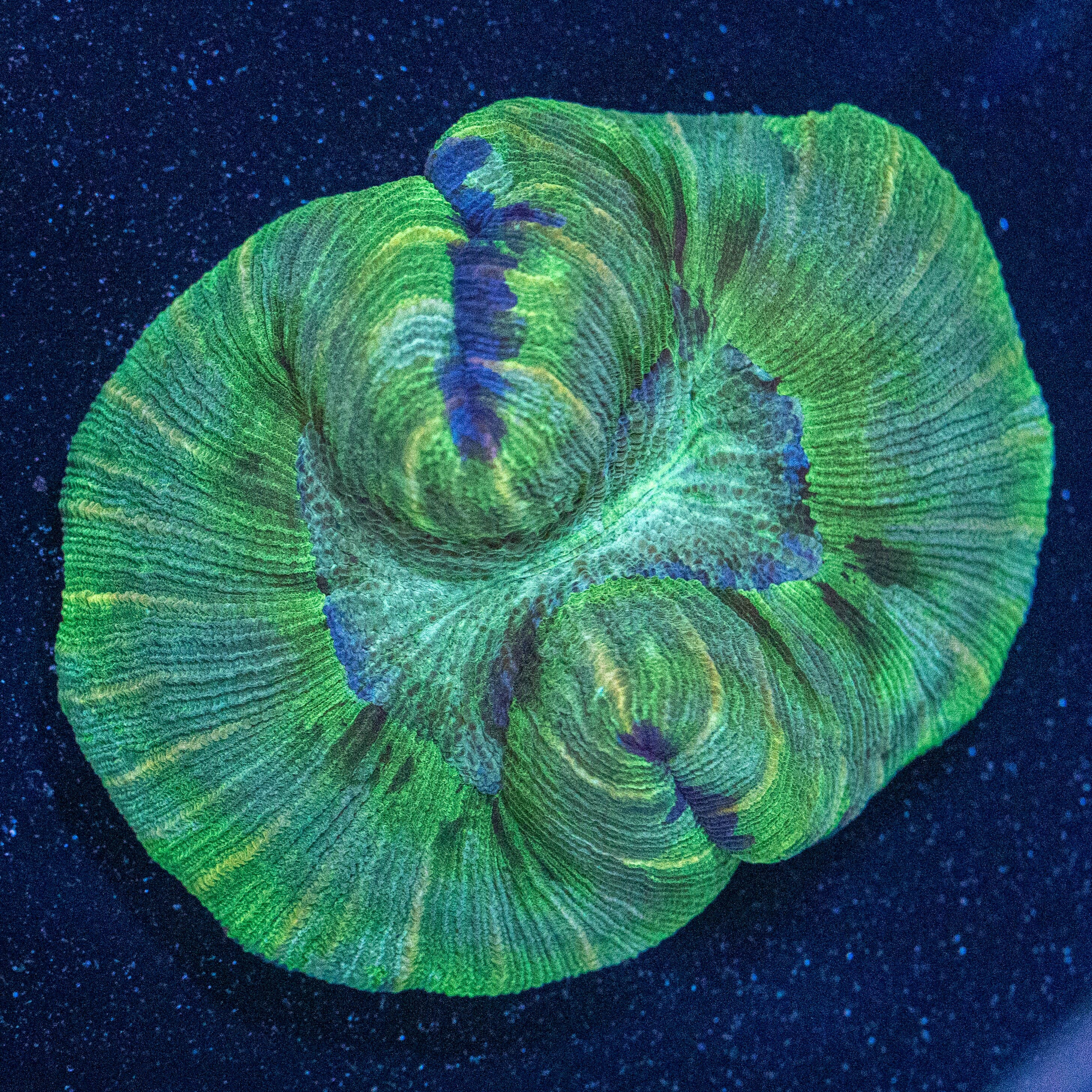 Brain Coral 3A - WYSIWYG Reef Lounge Norco 