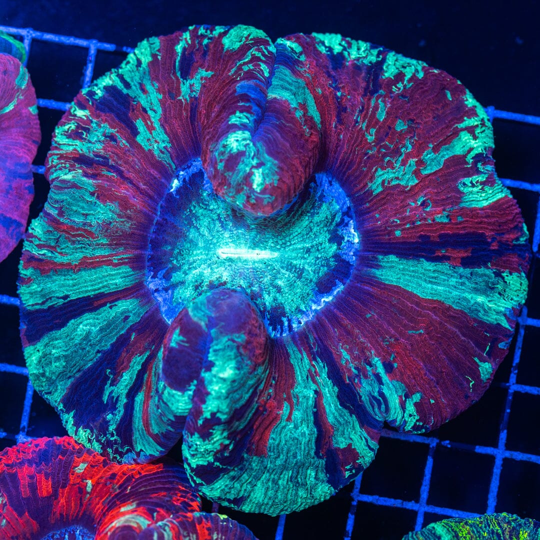 Brain Coral 3B - WYSIWYG Reef Lounge Norco 