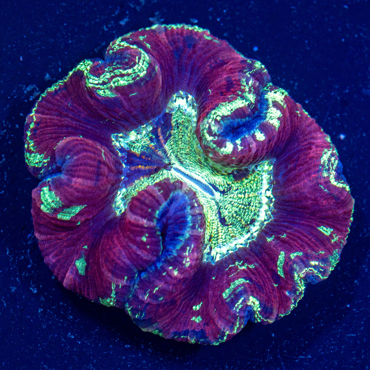 Brain Coral 3D - WYSIWYG Reef Lounge Coral 