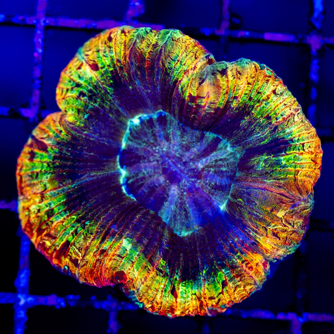 Brain Coral 3E - WYSIWYG LPS Coral Reef Lounge USA 