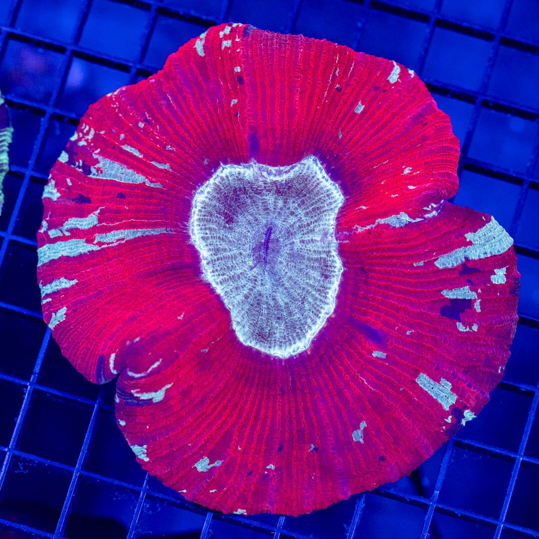 Brain Coral 43C - WYSIWYG Reef Lounge Norco 