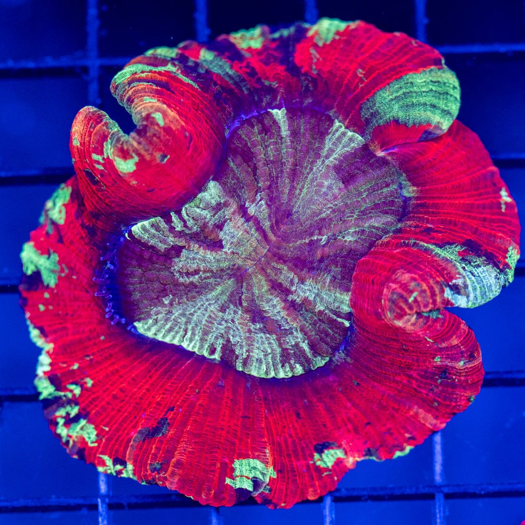 Brain Coral 47C - WYSIWYG Reef Lounge Norco 