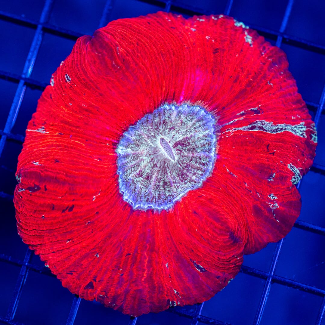 Brain Coral 48C - WYSIWYG Reef Lounge Norco 