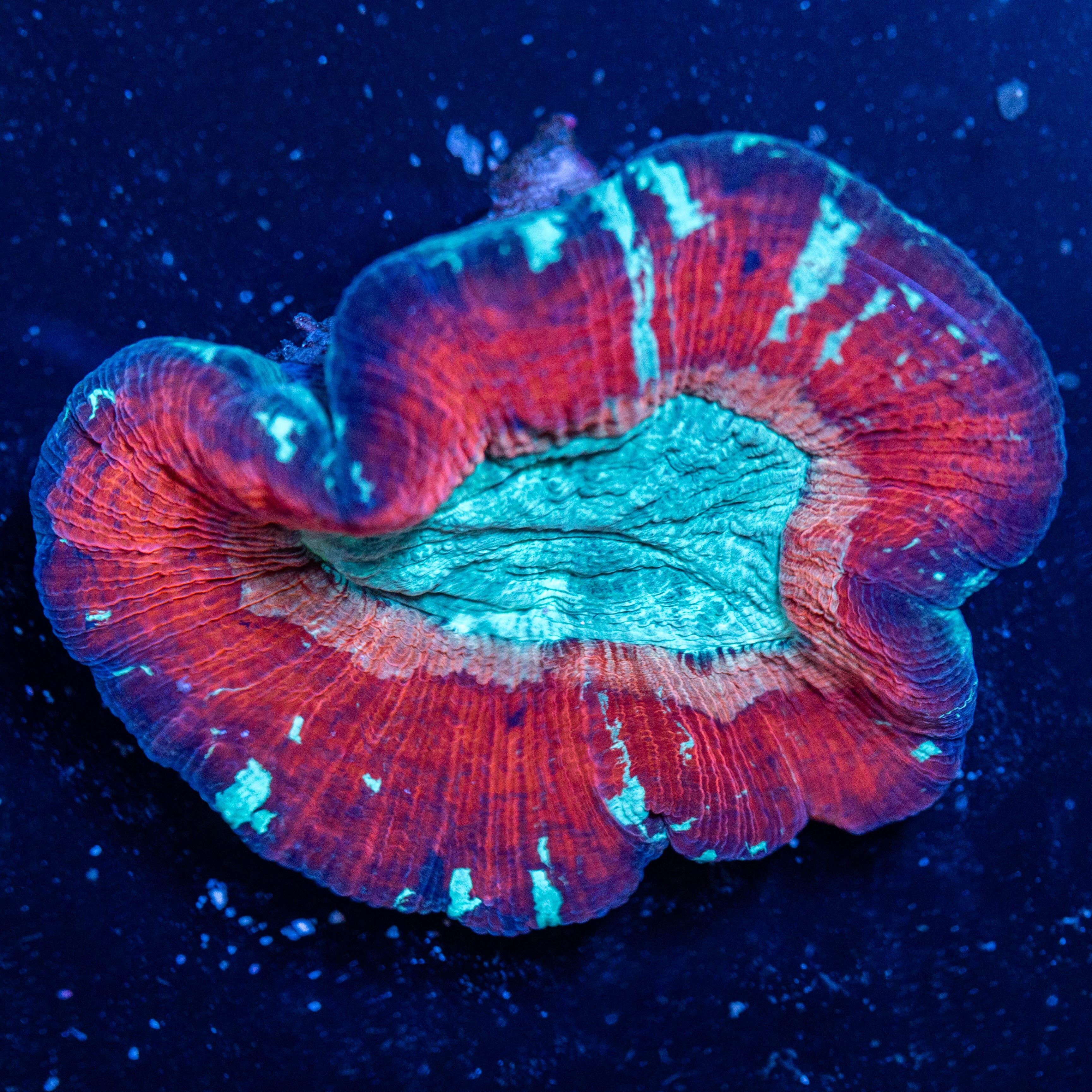 Brain Coral 4A - WYSIWYG Reef Lounge Coral 