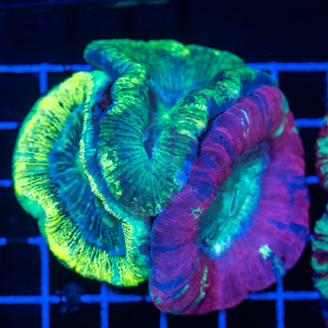 Brain Coral 4B - WYSIWYG Reef Lounge Norco 