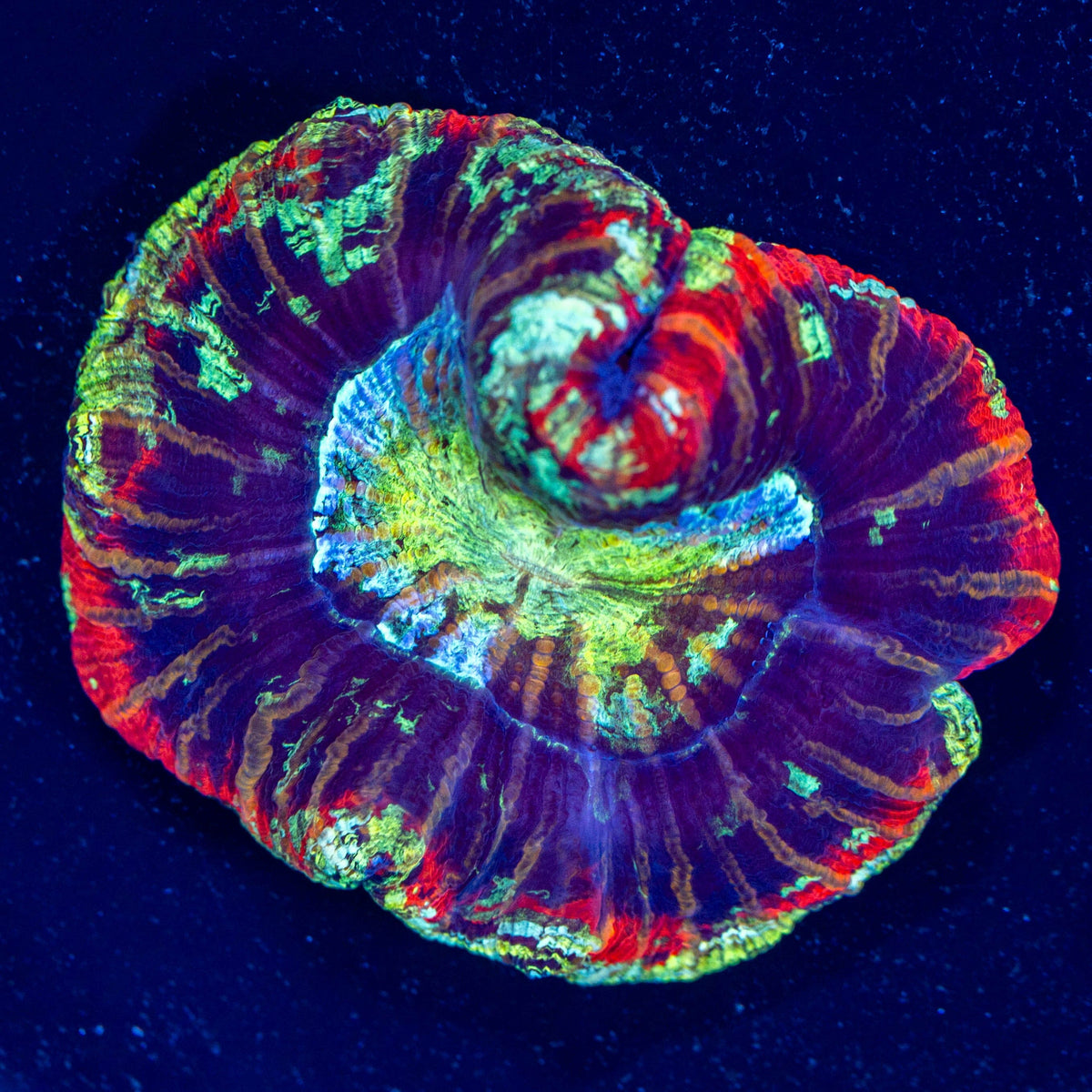 Brain Coral 4D - WYSIWYG Reef Lounge Coral 