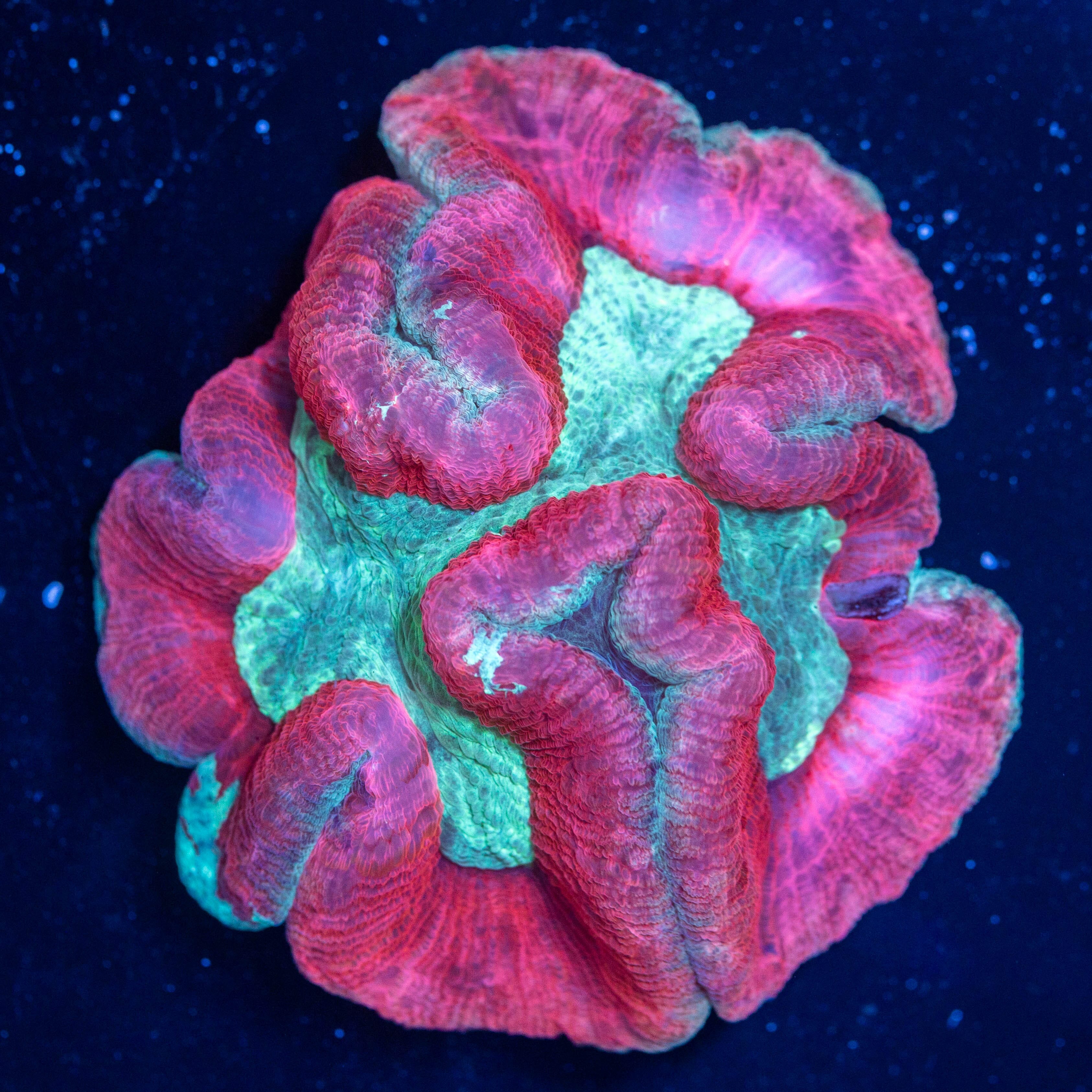 Brain Coral 5A - WYSIWYG Reef Lounge Coral 
