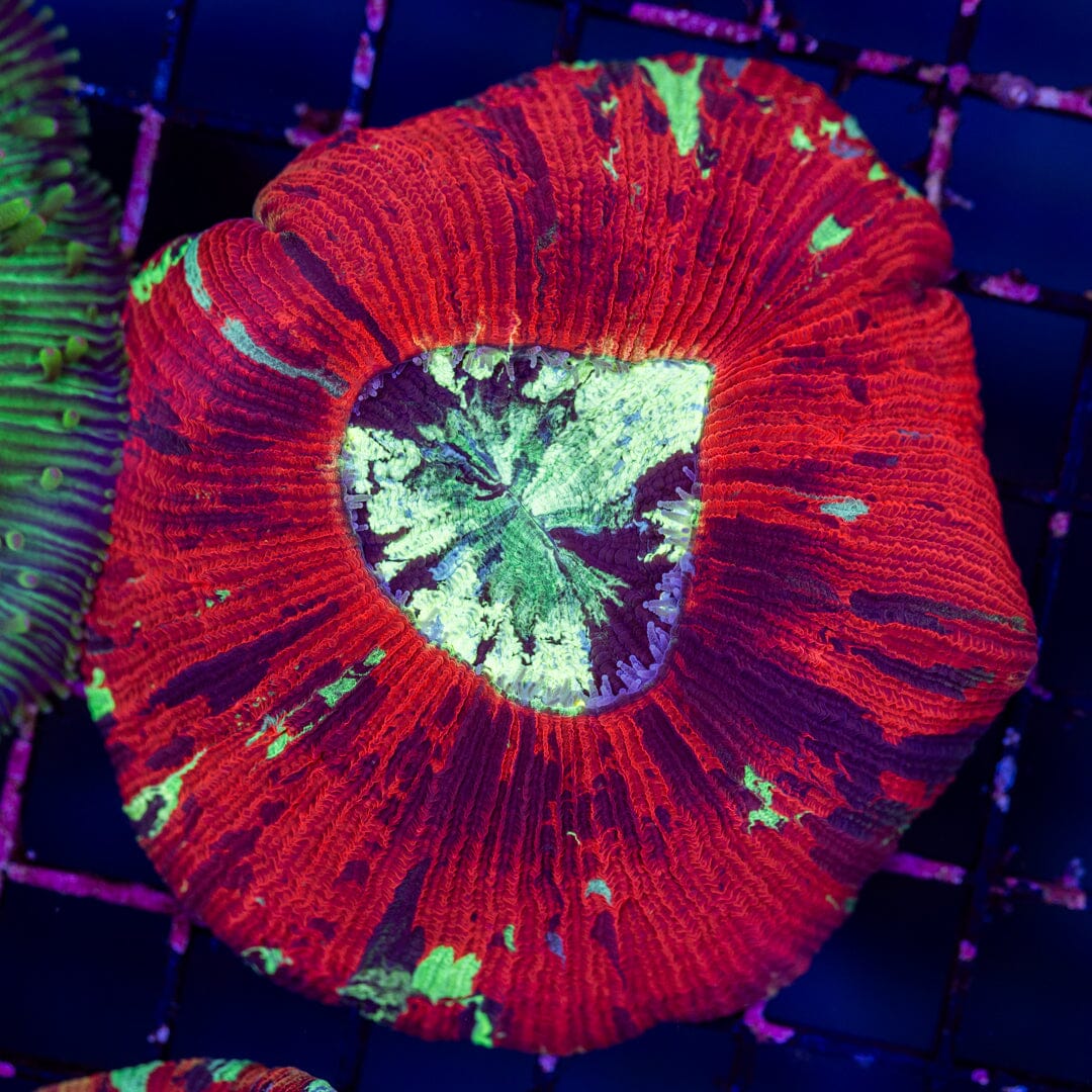 Brain Coral 5A - WYSIWYG Reef Lounge Norco 