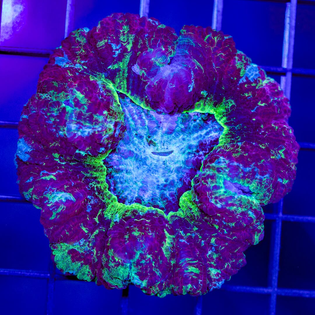Brain Coral 5C - WYSIWYG Reef Lounge Norco 