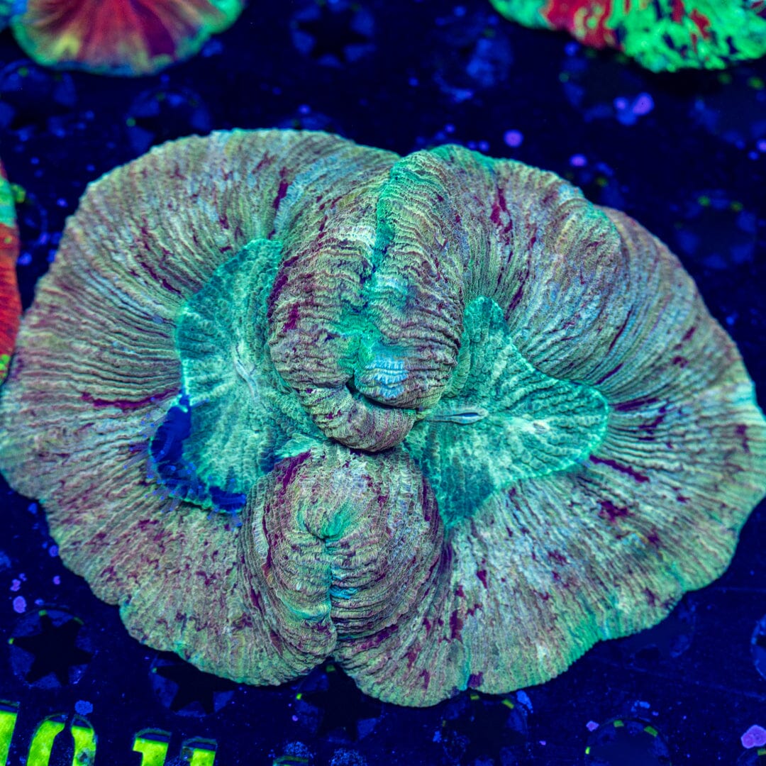 Brain Coral 5D - WYSIWYG LPS Coral Reef Lounge USA 